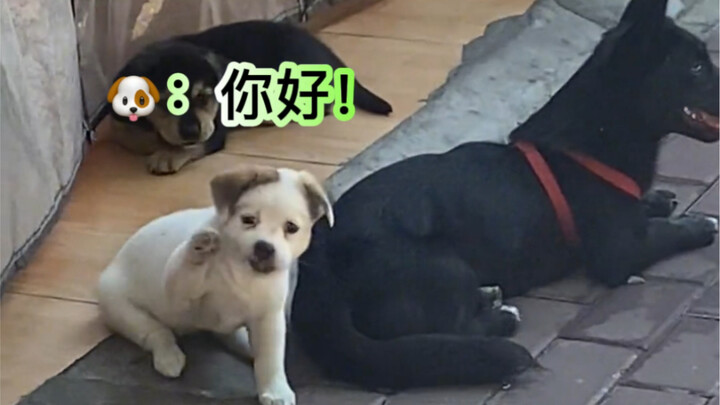 How can a Shiba Inu be so polite and well-behaved!