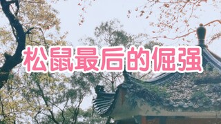 这是松鼠最后的倔强！