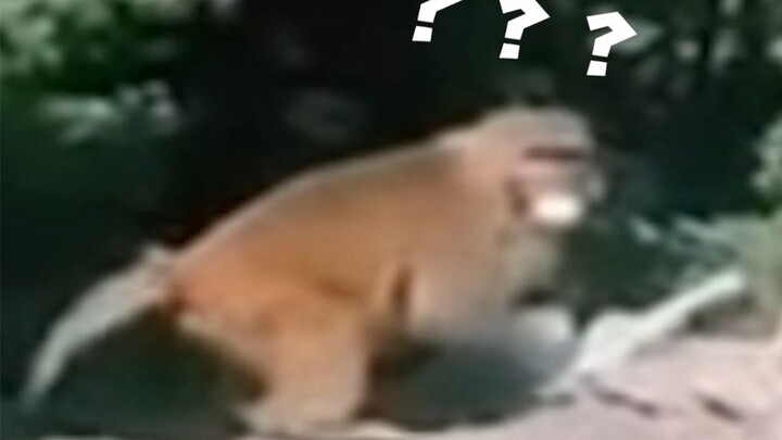 พฤติกรรมชวนงงของสัตว์ 001