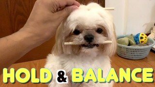 Dog Holds & Balances Treat On The Head | Cute & Funny Shih Tzu Video