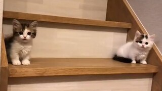 一节楼梯区分胆大奶猫与胆小奶猫~