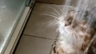 Kucing yang suka mandi