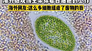 ไฮหม่า อินเตอร์เนชันแนล มีเดีย | บล็อกเกอร์ต่างประเทศจะพาคุณไปชมการทำงานของเซลล์เม็ดเลือดขาวในโลกจุล