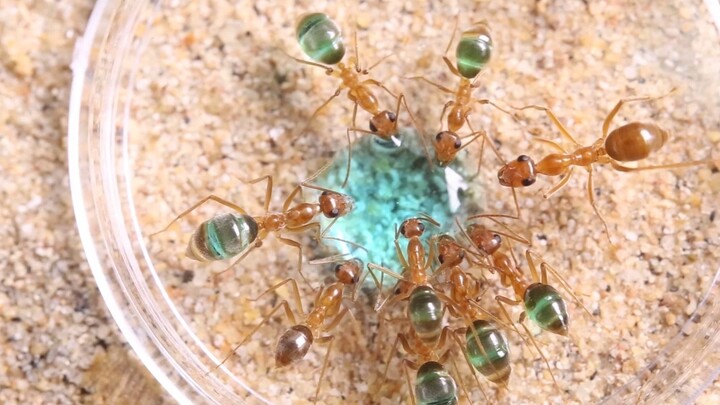 ดูมดดื่มน้ำตาลสักหยดอย่างสง่างาม