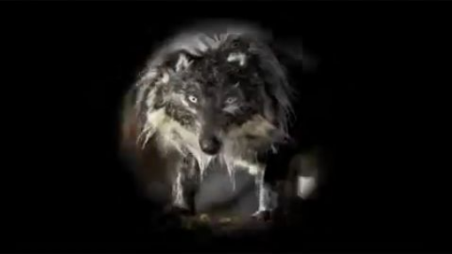 Peter & the wolf !! watch the full movie the link in the description