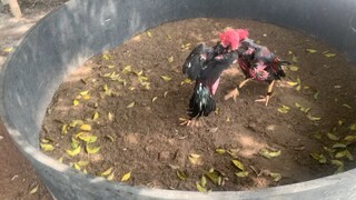 Fightcock1.4