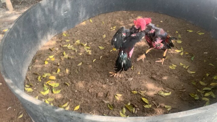 Fightcock1.4