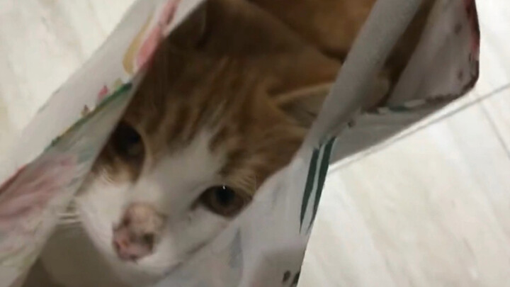 Người ơi, sao bạn lại xử lý được Mii trong thế giới mưa vậy?