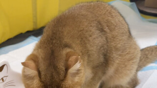 Pasti harus baik-baik saja!