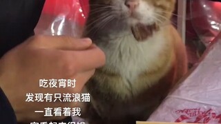 صادفت قطة مشردة أثناء تناول وجبة خفيفة ليلية