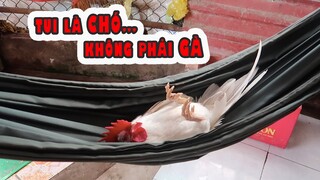 Xác Gà Hồn Chó biết Ganh Tị và Giận Hờn Chủ