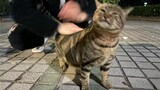 Animal|Petting Cat