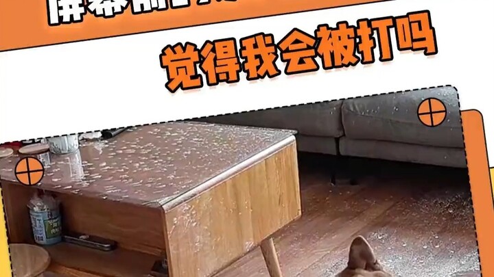 Shiba Inu: Do you think I’m gonna get beaten, everyone watching? Shiba Inu