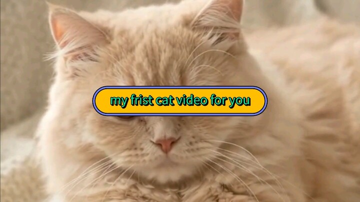 how look my cat to you tell me in comments box 📦
