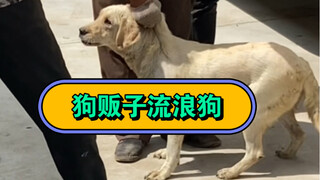 การช่วยชีวิตสุนัขตัวหนึ่งอาจไม่ได้ช่วยโลก แต่โลกของสุนัขตัวนี้จะเปลี่ยนไปเพราะเหตุนี้!