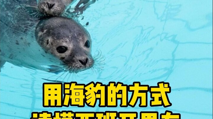 Apakah pacarmu itu “anjing laut”? 👀