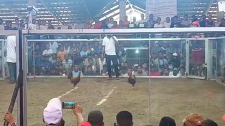rgm bulik