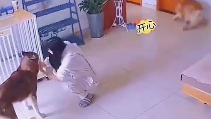 看金毛欢喜的样子