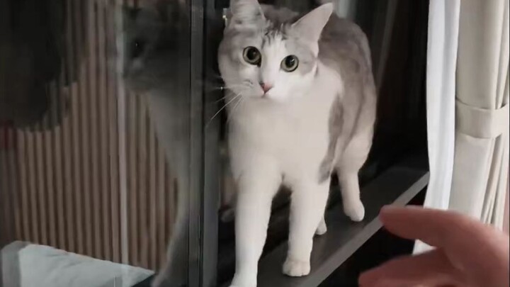 น้องแมวโชว์กลับตัวกลางทางแคบ!