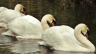 Swans Rotation Display - ถ่ายแบบสโลว์โมชั่นที่ Tehidy Swan Lake