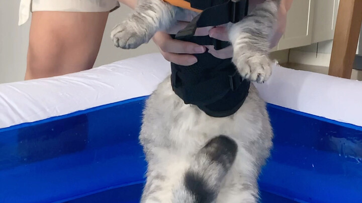 Kucing di rumah saya berenang untuk pertama kalinya, ternyata!!! Wajib ditonton sampai akhir!