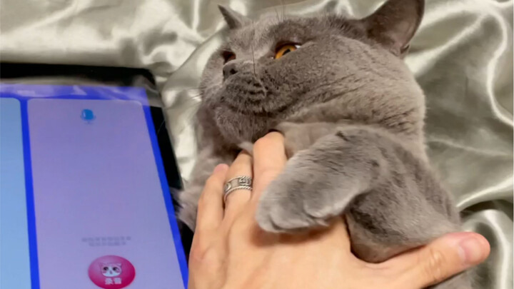 When I Use a Cat Translator to See if My Cat Has Me in Its Heart