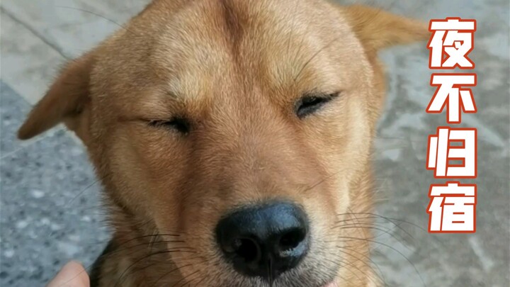 Silly dog stays out all night and gets a brutal beating 😤