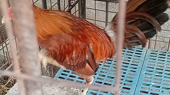 going to 3 Month plng Po sya bakit Ang laki nya n at Ang tapang n po