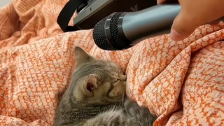 “Cats are alert when they sleep.”