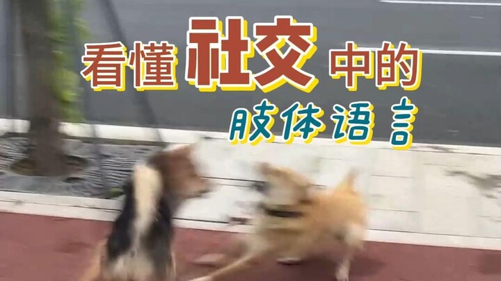 Chú cún chủ động tấn công chưa chắc đã tự tin hay mạnh mẽ.