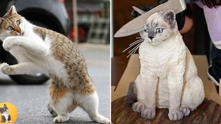 สุนัขตลก 🐶 แมว 🐱 และสัตว์อื่นๆ 2022