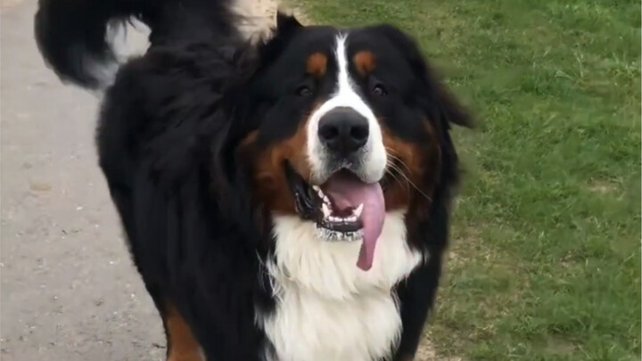 รายงาน! ภูเขาลูกใหญ่กำลังวิ่งมาหาคุณ!