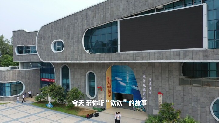 qinqinwwhitedolphin