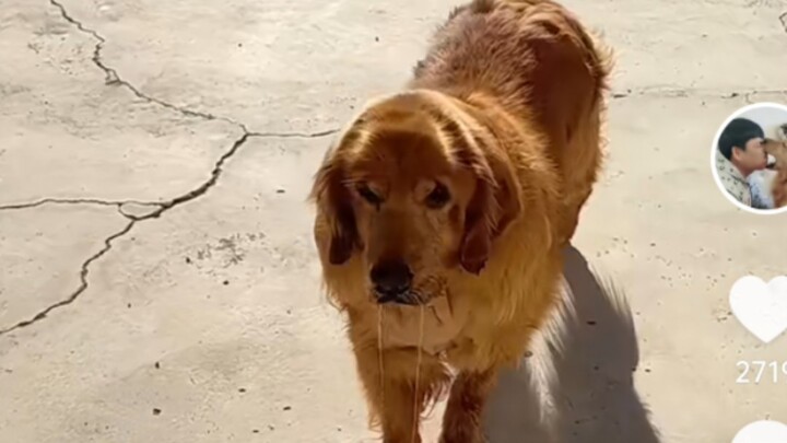 我劝了他们主人让他带走非不信，这下好了吧