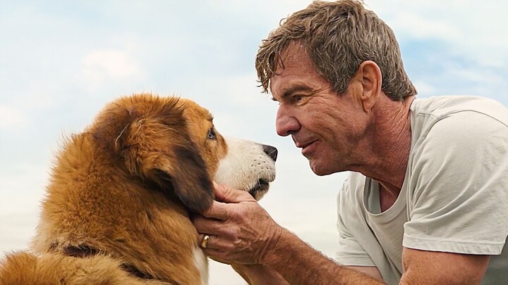 Trải qua bốn kiếp luân hồi chỉ để tìm lại chủ nhân, câu chuyện cảm động về tình yêu và sự cứu rỗi – 