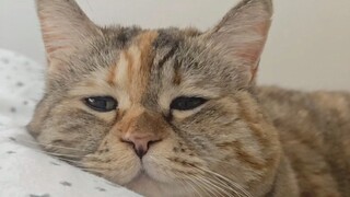 ماما، لا أريد أن أستيقظ