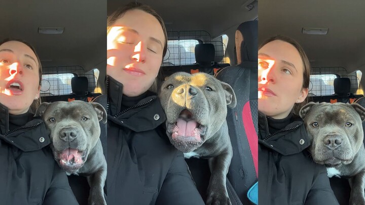 它是一只专业的狗狗翻译官，请不要打断它。