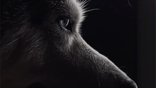 A brief taste of what it's like to be an ancient giant wolf.