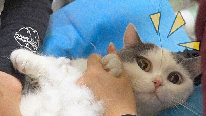 Kucing makan tusuk gigi, operasi terbalik menyelamatkan nyawanya