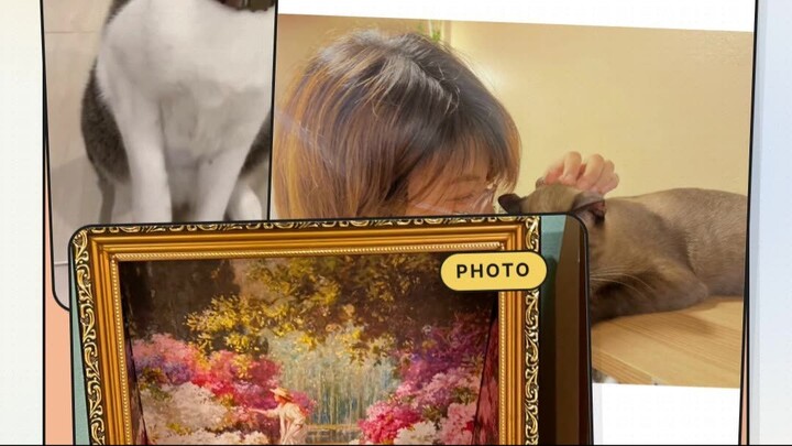 Cat in the Bangkok Sunbeam | น้องแมวกับแสงแดดอุ่น
