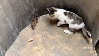 Tikus, kamu datang ke tempat yang salah! Lihatlah telapak tangan yang melingkar