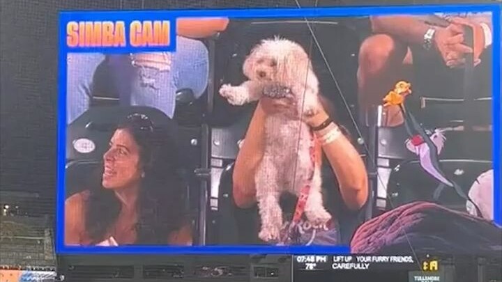 The adorable dog showcase at the ball game! As the Lion King music played during the match, spectato