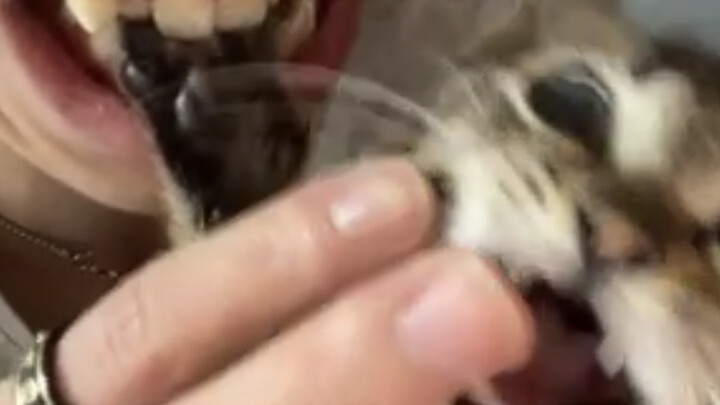 Cantonese Sparrow Cat Eats Beijingers in Fujian