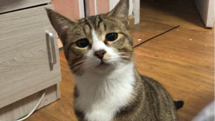 Tabby Cat: How come you still have my chili peppers!