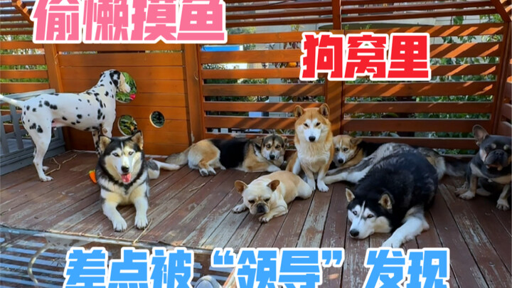 Đang lười biếng trong chuồng chó thì vợ đột nhiên về nhà; nhờ thang máy ở căn cứ bí mật, cuối cùng t