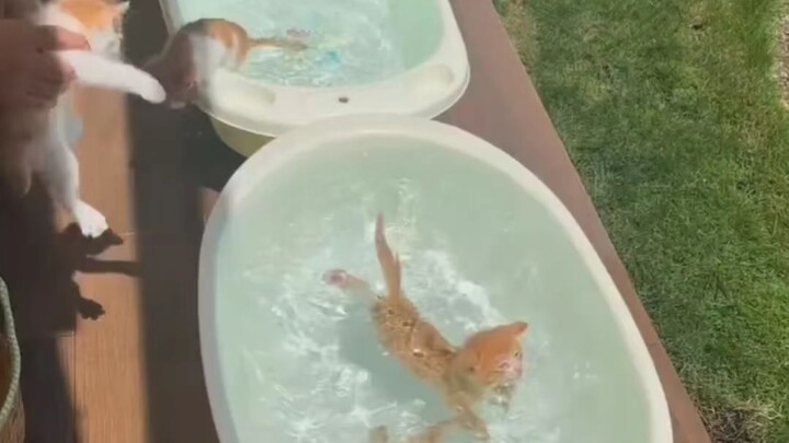 Kucing mandi