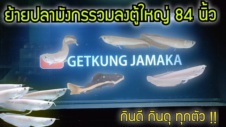 ย้ายปลามังกรรวม ลงตู้ใหญ่ 84*30*30 กินดี กินดุ ทุกตัว 🦈