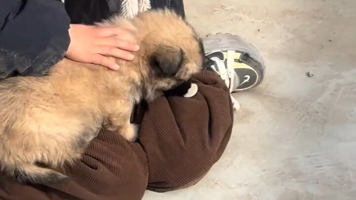 The Little Boy and His Beloved Puppy