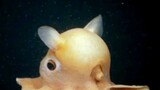 Dumbo Octopus, gurita terlucu didunia