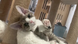 I've raised Hakimi to adulthood!